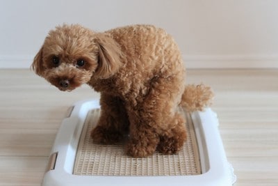 トレーニング用トイレを使う犬