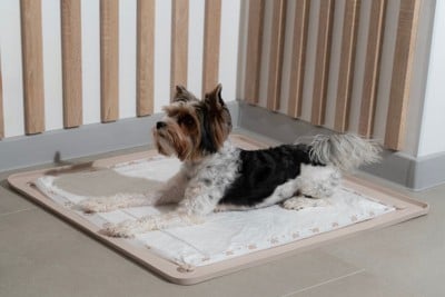 トイレの上に座って休む犬