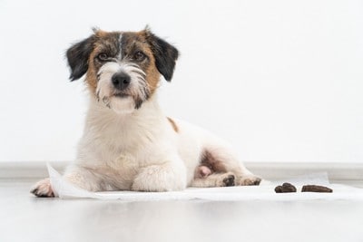 トイレで排泄した犬