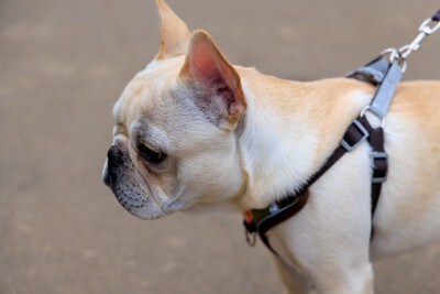 一点を見つめるフレブル、散歩中