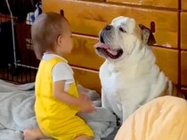 犬のことが大好きな小さい男の子→犬が移動すると…？とんでもなく尊い『まさかの行動』が56万再生「休日のお父さん？ｗ」「いいコンビ」と反響