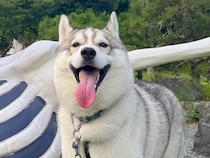 ガイコツと記念写真を撮るハスキー犬→思った以上に『仲が良さそうに見える光景』に9万いいねの反響「いい笑顔」「肩組んでるみたいで素敵」