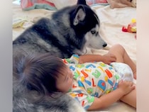 距離があった赤ちゃんと２匹の大型犬→家族と認識しはじめて、パパよりも先に…愛情に溢れた『まさかの展開』が137万再生「もののけ姫みたい」