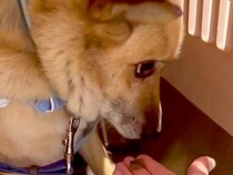 人の温もりを知らず、外で飼われていた犬→『絶対幸せにする』とお迎えして…思わず涙する『別犬級の表情』が100万再生「愛情って凄い」と感動