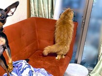 『外を眺める猫が可愛い』と思い写真を撮った結果→犬も一緒に写りこみ…衝撃的な『まさかの光景』に20万いいね「浮いてるｗ」「コラ画像で草」