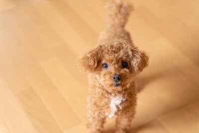 歩きながら見上げる犬