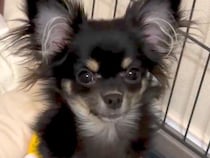 『53850円』で売れ残っていた犬→『家族になりたい』と強く思い、飼った結果…思わず涙する光景が118万再生「愛情…」「顔が違う」と反響