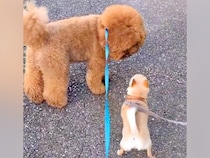 小型犬と仲良くなりたいワンコ→怖がられてうまくいかずに…思わずほっこりする『尊い光景』に反響「穏やかで優しい」「安全な熊さんｗ」と絶賛