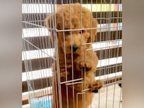 『こんなに可愛い赤ちゃん犬が…』8ヶ月後→信じられない『衝撃のビフォーアフター』が16万再生「犬型の人で草」「力が欲しいかって言いそう」