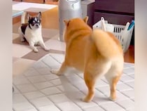 一緒に暮らす相棒犬にちょっかいを出す犬→想定以上に『クセが強すぎる行動』が31万表示「混ざりたいｗｗ」「華麗に突破してて笑った」と爆笑