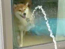 家の中にいる犬→窓越しに『ホースで水を当ててみた』結果…まるで子供のような『可愛すぎる行動』に1万いいね「何回も見たい」「飽きないｗ」