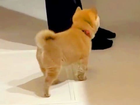 台所で料理をしていたら『赤ちゃん犬』が近づいてきて…守りたくなる『生まれて初めてのハプニング』が36万再生「たまらん」「愛おしい」と悶絶