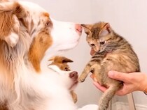 母が子猫を連れて遊びに→初対面なのに、犬たちの『母性』が爆発して…泣けるほど尊い光景が41万再生「愛がダダ漏れ」「猫さん濡れてて笑うｗ」