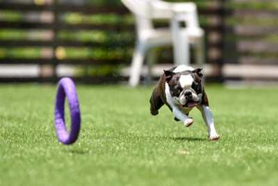 おもちゃを追うボストン・テリア