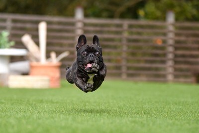アメリカンアキタの子犬