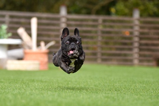 『有名アニメ』に登場する犬種5選　特徴や性格、国内での飼育頭数までご紹介