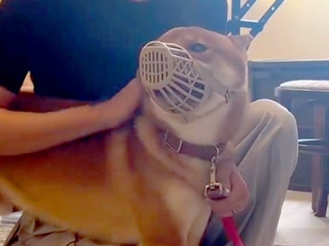 病院で獣医を噛み『診察拒否』された犬→手に負えないほど暴れまわり…嘘のような『劇的なビフォーアフター』が450万再生「凄すぎ」「感動」