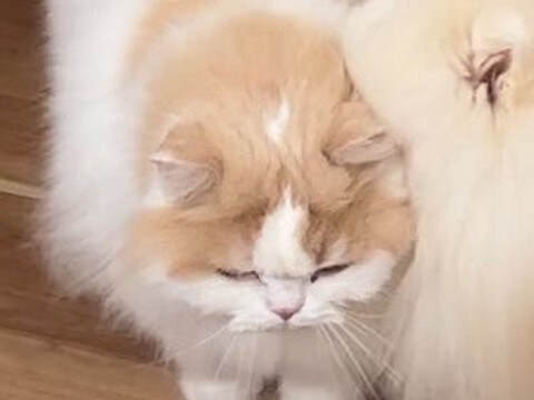 猫に育てられた犬→愛が溢れすぎてしまい…距離感がバグっている『愛情表現の仕方』に4万いいね「事故なのか、猫吸いなのか」「埋もれてて草」