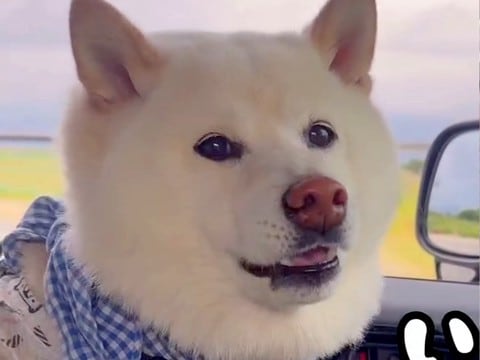 犬友だちと一緒に『お散歩の約束』をした犬→車で待機中、早く到着してしまい…子供のような『かわいすぎる文句』が72万再生「嘘つきからのw」