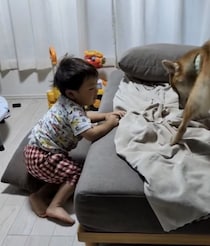 ソファでお昼寝していた小さい男の子が『犬に場所を取られた』結果→泣いちゃうかなと思ったら…予想外の展開が話題「たくましい」「奇跡的」