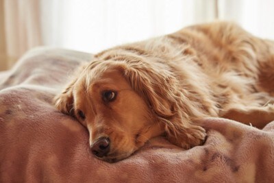 ぐったりしている犬
