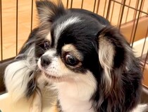 人が信じられず、ご飯すら食べなかった繁殖犬→保護して『温もりを与えた』結果…もはや別犬な『涙の光景』が73万再生「絶対に幸せになれる」