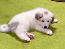 超大型犬の赤ちゃんを飼った結果→3年後…想像を超える『衝撃のビフォーアフター』が77万再生「デカくて可愛いｗ」「蹴り飛ばしてて草」と絶賛