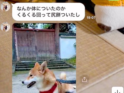 家族から『犬が動かない』とLINE→日が落ちていたので、迎えに行った瞬間…予想と違う『まさかの光景』に爆笑の声「作戦だったのではｗ」