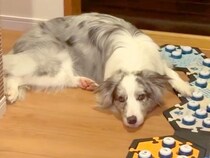 世界一賢い犬種に『宅配が来たら教えてね』とお願いした結果…人間顔負けの『まさかの対応』が33万再生「すごいしか言えない…」「天才」