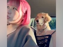 車の運転に慣れていない女性→初めて『ドライブスルー』に挑戦したら、一緒に乗っていた大型犬が…尊い光景が8万再生「シンクロｗ」「表情豊か」