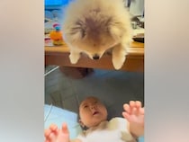 赤ちゃんが『テーブルの上にいる犬』を見て喜んでいたら、顔を近づけて…まるで人間のような『ほっこりが止まらない光景』に反響「優しい…」