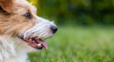 舌を出す犬の横顔