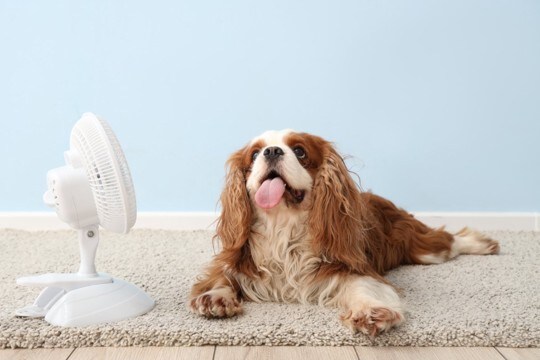 犬が『快適』に感じる気温とは？人との体感温度の違いや室温に不快感を抱いているときの行動まで