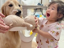 『豆柴が1歳の女の子のおもちゃを取った』と勘違いした大型犬→本当のお姉ちゃんのような『尊い行動』が27万再生「頭よすぎませんか？」と反響