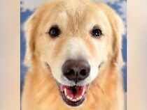 『おやつが食べれる』と期待に満ちた顔の大型犬→思ったよりも量が少なくて…わかりやすすぎる表情に2万いいね「可愛いｗ」「嘘がなくて好き」