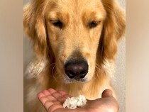 『貴族…？』初めて白米を見た大型犬…手に乗せて『食べていいよ』と言った結果…まさかのリアクションが77万再生「顔ｗｗ」「意志を感じる」