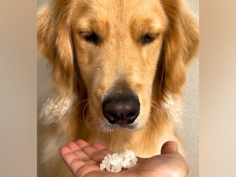 『貴族…？』初めて白米を見た大型犬…手に乗せて『食べていいよ』と言った結果…まさかのリアクションが77万再生「顔ｗｗ」「意志を感じる」