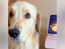 タブレットから『飼い主の声』が聞こえてきたら、大型犬が…困惑して見せた『あまりにも愛おしい様子』が10万再生「めちゃ可愛いｗ」「面白い」