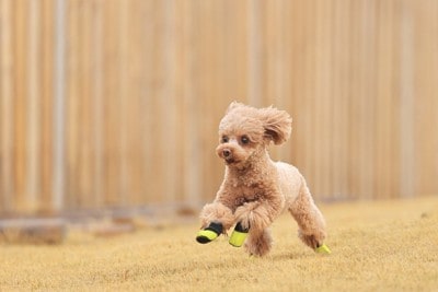 靴を履いて走る犬