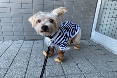 茶の靴と服を着た犬