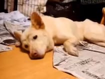 真夏の炎天下、空き地に倒れていた『ガリガリの犬』を保護…涙が止まらない『3ヶ月後の光景』が137万再生「優しさに感動」「泣ける」と反響