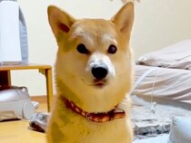 用事があったので、猫を飼っている友人に『犬を預けた』結果→帰ってきたら…衝撃的な『まさかの行動』が194万再生「ネコ科の柴犬で草」