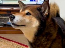 普段吠えない犬→スーパーの音楽をきかせてみたら…愛おしすぎる『まさかの行動』が14万再生「ワンじゃないの可愛すぎｗ」「今年の紅白決まり」