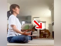 瞑想していたら『どうしても遊んでほしい犬』が近づいて…絶対に集中できない『煩悩まみれの光景』が15万再生「無視出来ないｗ」「可愛いｗ」