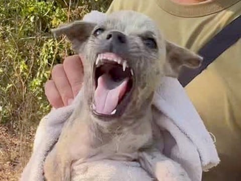 ゴミと一緒に『用水路に捨てられた子犬』を発見→保護しようとしたら…涙が止まらない『必死に自分を守ろうとする光景』が299万再生「泣いた」