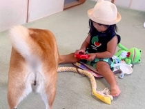 ソリで遊ぶ2歳の女の子が、犬に『引っ張って』とお願いをした結果→『できないかな』と思っていたら…人間味のある『想定外の行動』に思わず感動