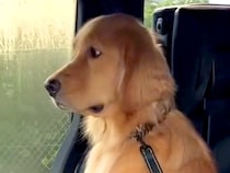 病院が大嫌いな大型犬→車で到着した結果、先生の声が聞こえて…思いついた『まさかの対処法』が73万再生「顔が物語ってる」「小さな抵抗ｗ」