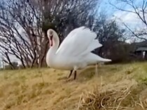 散歩中に『デカい鳥』と出会った女性と犬→『怖いな』と思っていたら…できればやめてほしい『まさかの行動』に反響「友達だと思ったのかなｗ」