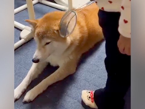 小さな女の子に『検査ごっこ』される犬→『嫌がるかな』と思ったら…ずっと見ていたい『尊い光景』が59万再生「たまらんｗ」「おとなだ」と絶賛