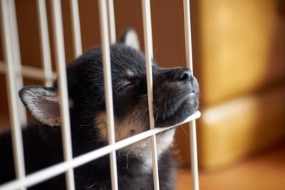 ケージの中で眠る子犬